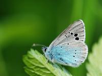 modrásek kozincový.jpg modrásek kozincový.jpg